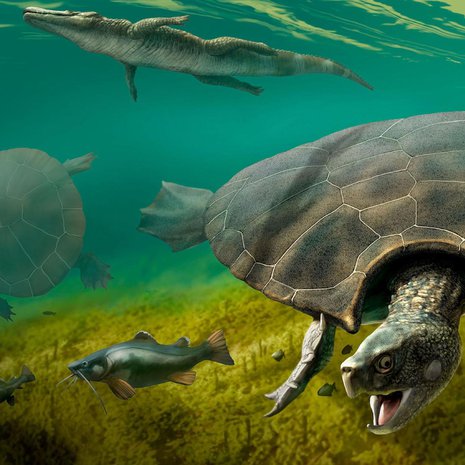 Taiteilijan näkemys Stupendemys geographicus -kilpikonnasta.