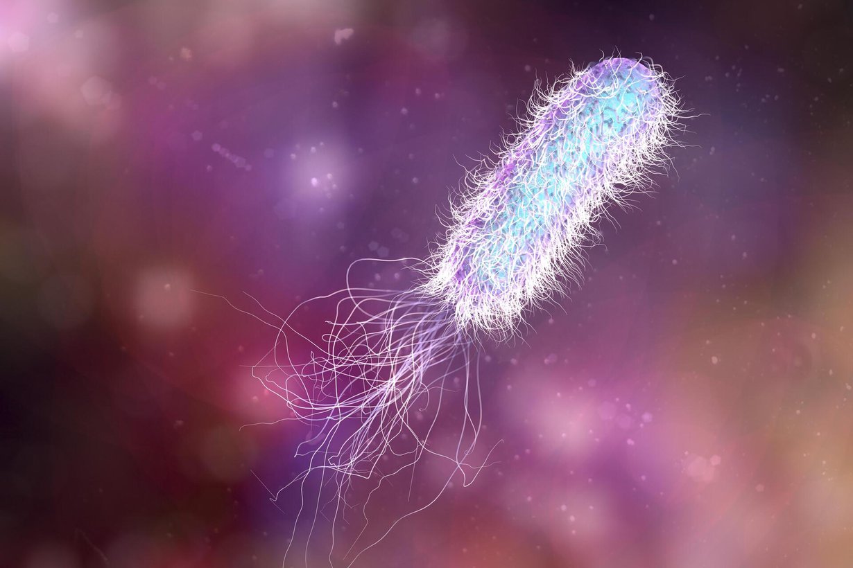 Pseudomonas aeruginosa -bakteeri on vastustukykyinen monille antibiooteille. Se voi aiheuttaa esimerkiksi vakavan yleisinfektion tai virtsatieinfektion. Kuva: Shutterstock