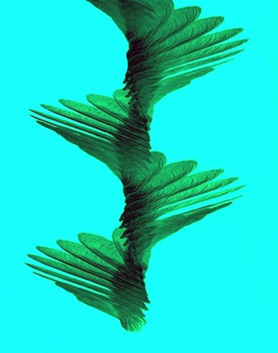 <a href=http://fi.wikipedia.org/wiki/Helikopteri#Autorotaatio>Autorotaatio</a> hidastaa vaahteransiemenen putoamista, mikä mahdollistaa sen leijumisen kauas puusta.Kuva: <span class="photographer">David Lentink</span>