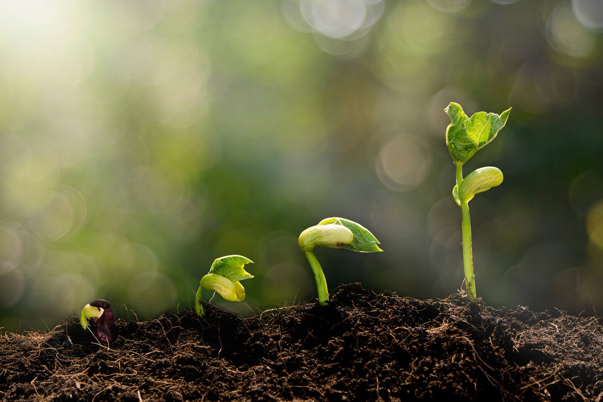 Valoherkät pigmentit toimivat kuin silmät. Niillä kasvi tunnistaa päivän ja yön ja päivän pitenemisen. Kuva: Shutterstock