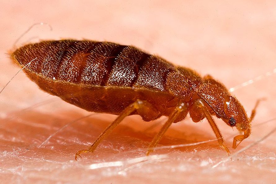 Lutikka - onko se symbiontti vai ei? Kuva: <span class="photographer">CDC / Wikimedia Commons</span>