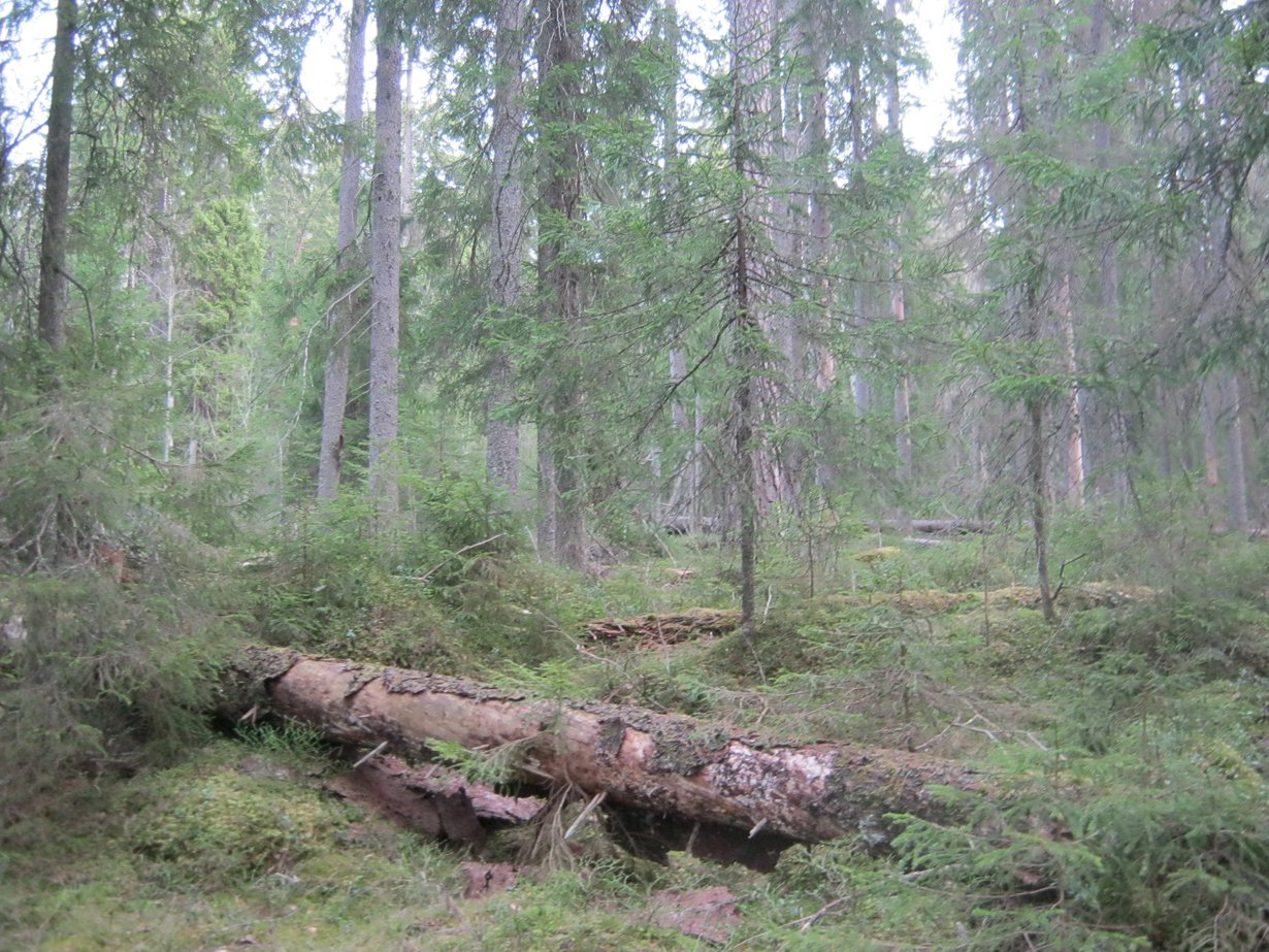 Maapallon puista on noin 1,39 tuhatta miljardia trooppisilla alueilla, 610 miljardia lauhkeilla alueilla ja 740 miljardia havumetsissä. Suomen puut kuuluvat pääosin havumetsävyöhykkeeseen. Kuva: Wikimedia Commons