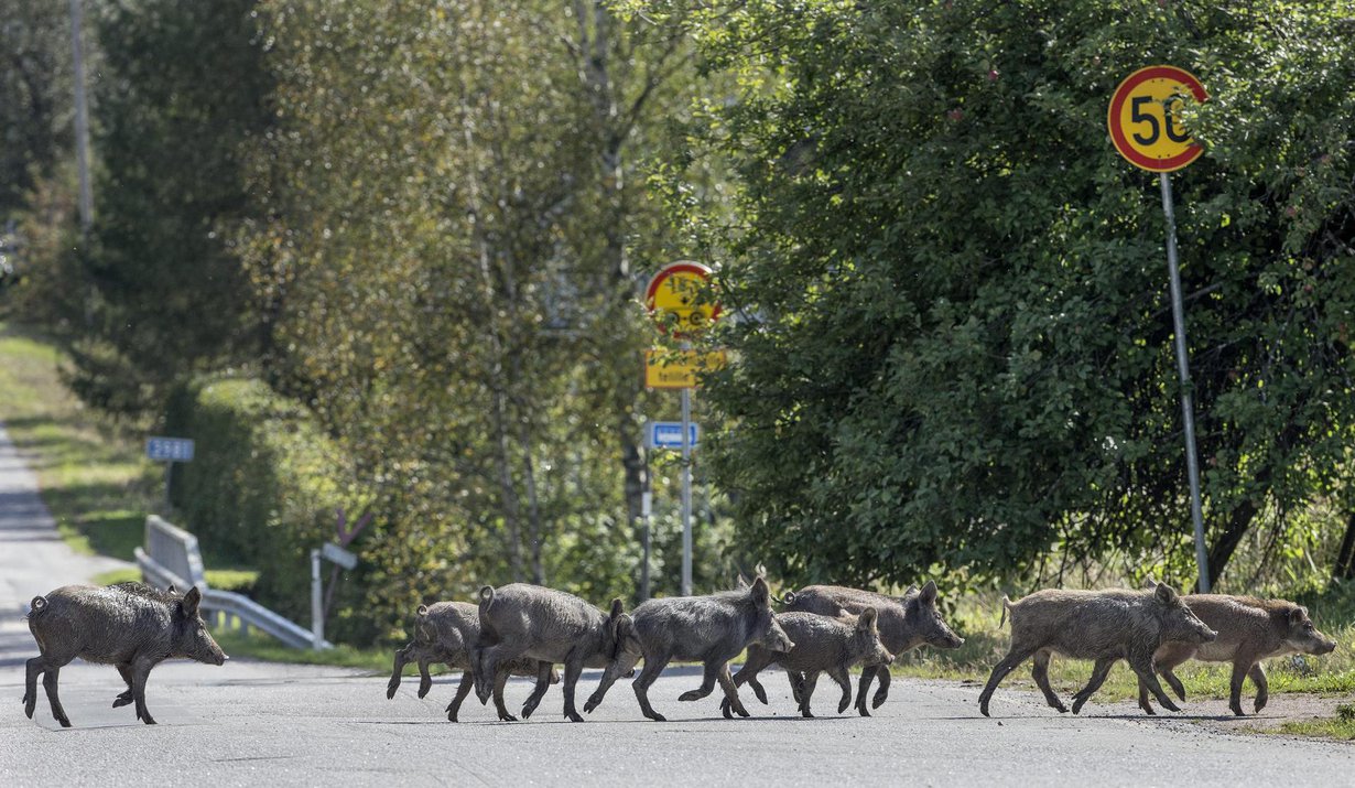 Venäjältä loikanneet villisiat juoksentelivat Rautjärven kylässä 2014. Kuva: Juha Metso