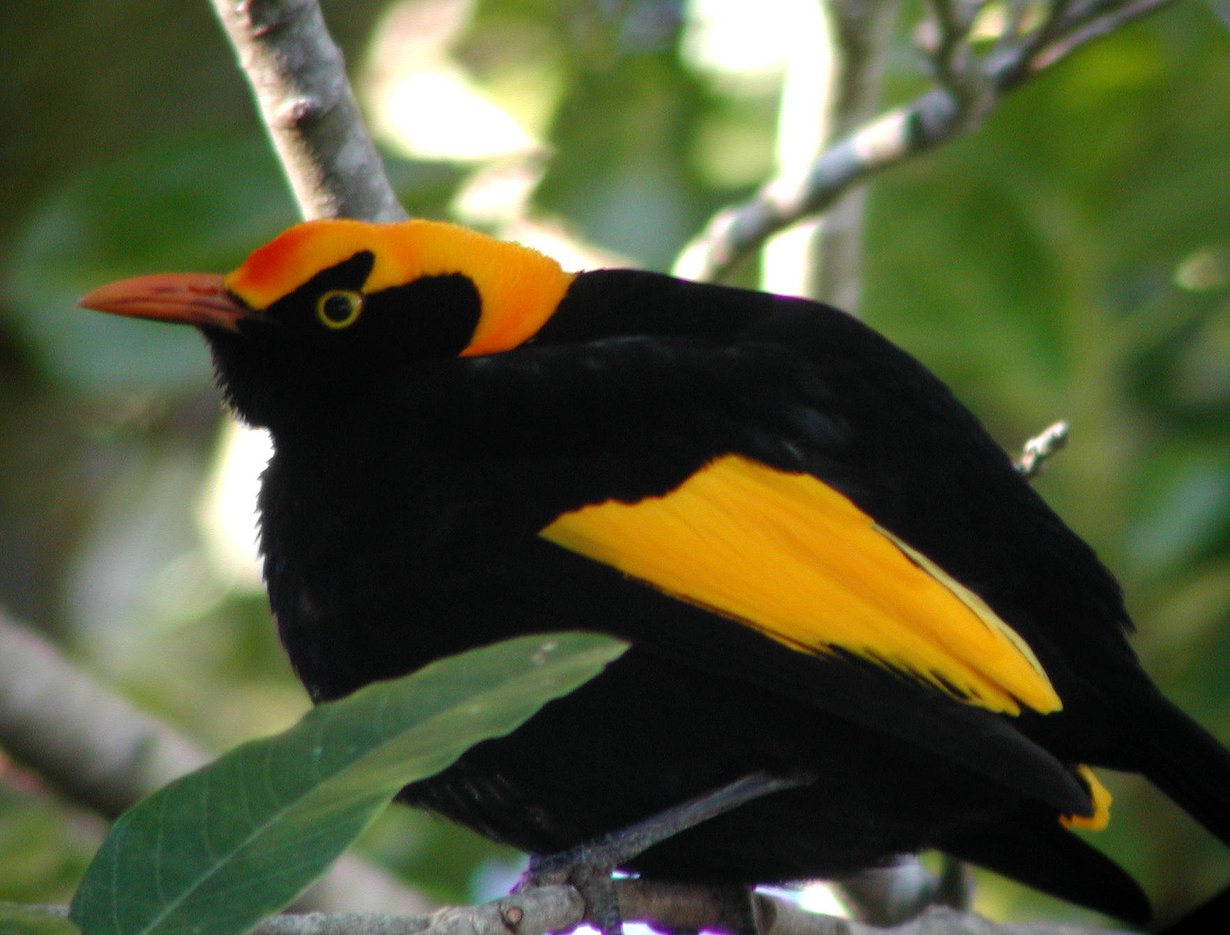 Australianhuntulavastajakoiras komeudessaan. Kuva: Aviceda, Wikimedia Commons