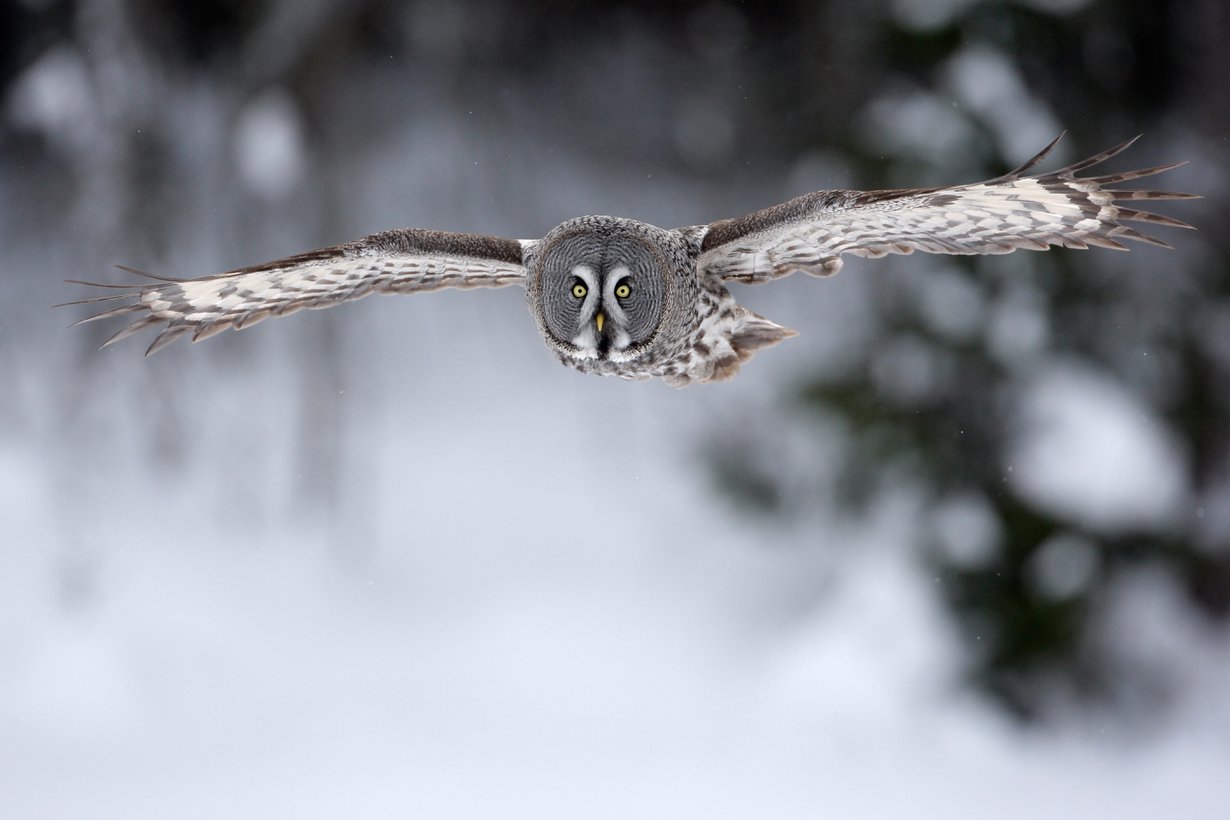 Äänetön isku onnistuu, koska siivet pilkkovat suuria ilmavirtoja pieniksi puroiksi. Kuva: iStock