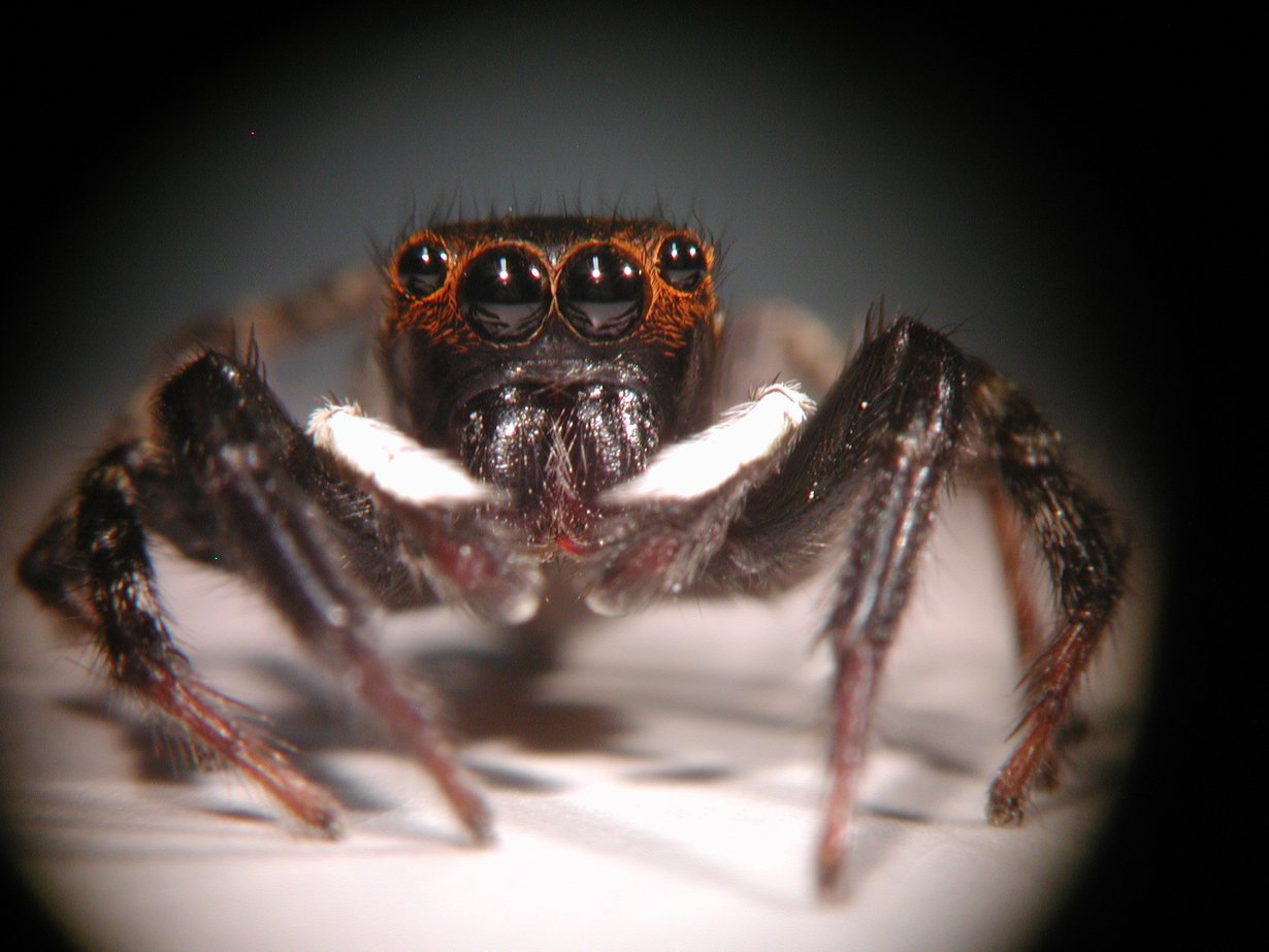 Hasarius adansoni.