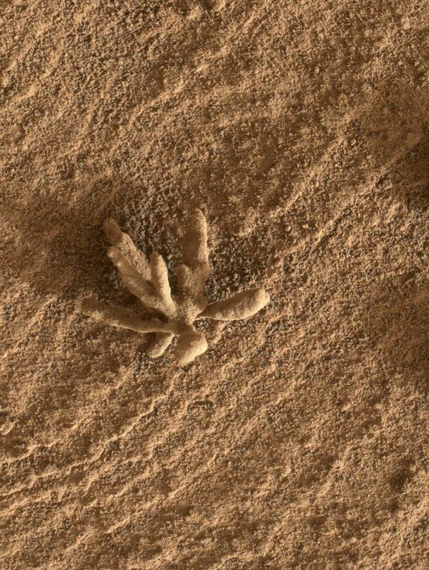 Matkalla suistolle Perseverance kuvasi Marsista pienen kivisen ”kukan”. Kuva: <span class="photographer">Nasa</span>