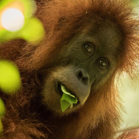 Tapanulinorangti elävät Sumatran pohjoisosissa. Kuva: <span class="photographer">Maxime Aliaga</span>