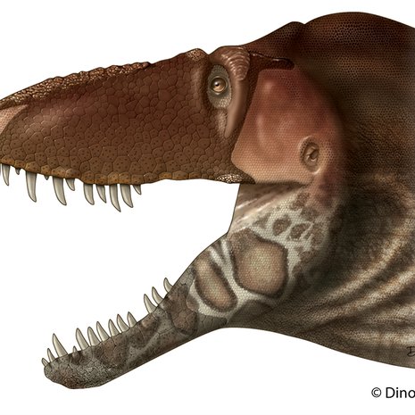 Tyrannosaurus rexin sukulainen Daspletosaurus horneri johdatti paleontologit perille tyrannosaurusten kuonon luonteesta. Kuva: <span class="photographer">Dino Pulerà</span>
