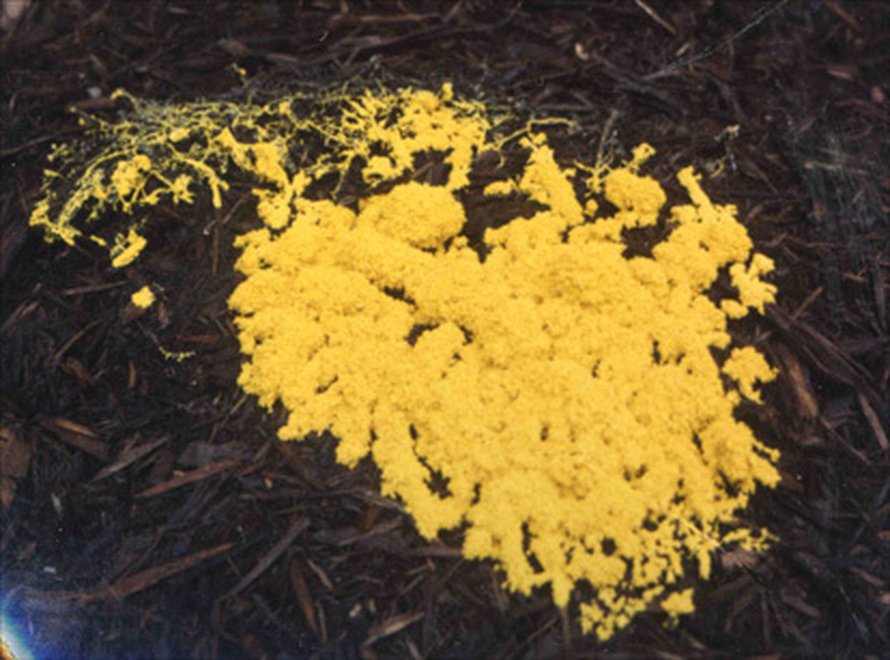 Physarum polycephalum. Kuva: <span class="photographer">Jonatha Gott / The Center for RNA Molecular Biology, Case Western Reserve University
</span>