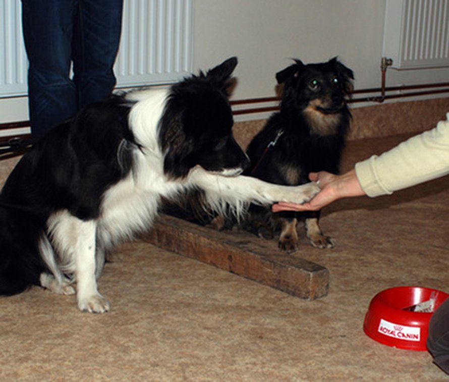 Koiraa harmittaa, jos vain kamu saa palkinnon. Kuva: <span class="photographer">Friederike Range.</span>