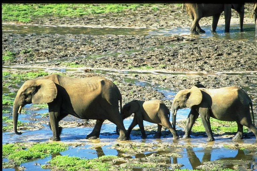 Norsuja Keski-Afrikan tasavallassa. Kuva: <span class="photographer">Daphne Carlson Bremer/USFWS</span>