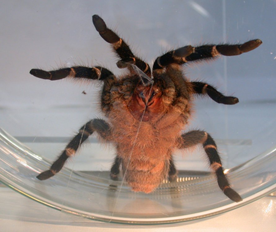 Seepratarantula. Kuva: <span class="photographer">S.Niederegger ja S.Gorb/ Max Planck Society</span>