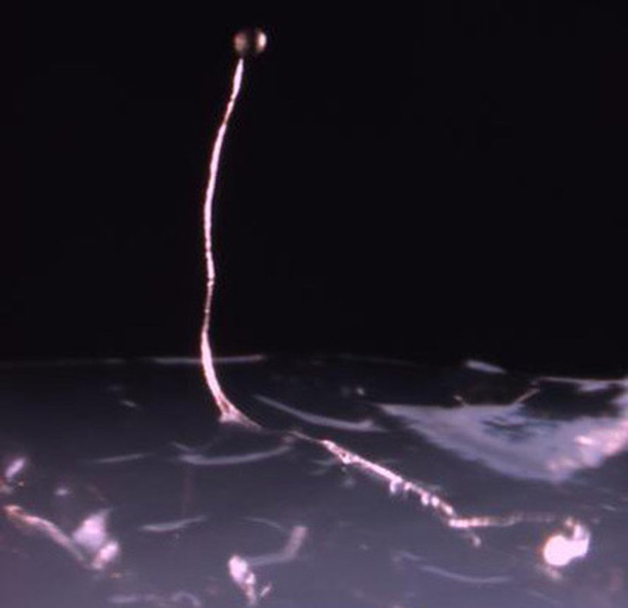<i>Dictysotelium purpureumin</i> itiöemä. Kuva: <span class="photographer">Owen Gilbert/Rice University</span>