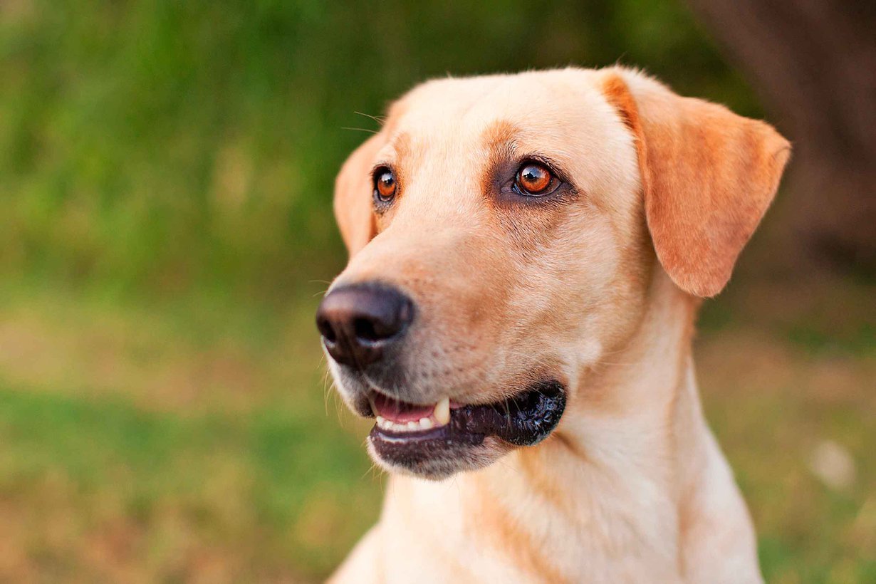 Oman koiran katse lujittaa tunnesuhdetta koiran ja ihmisen välillä. Kuva: Shutterstock