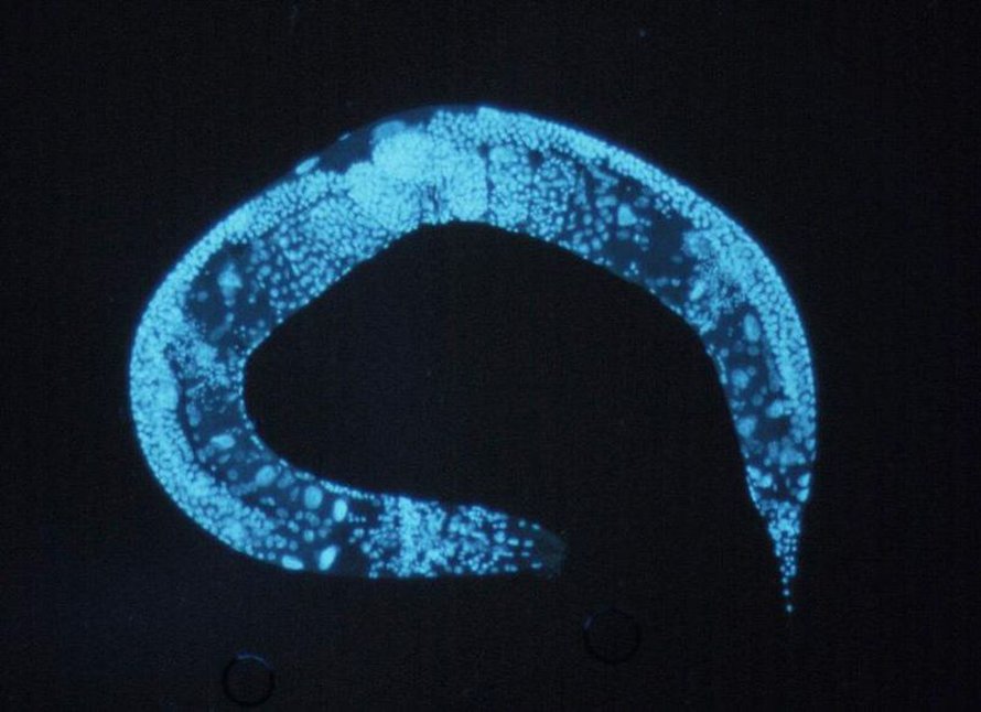 Ikääntymisen biologiaa tutkitaan C. elegans -sukkulamadon avulla.