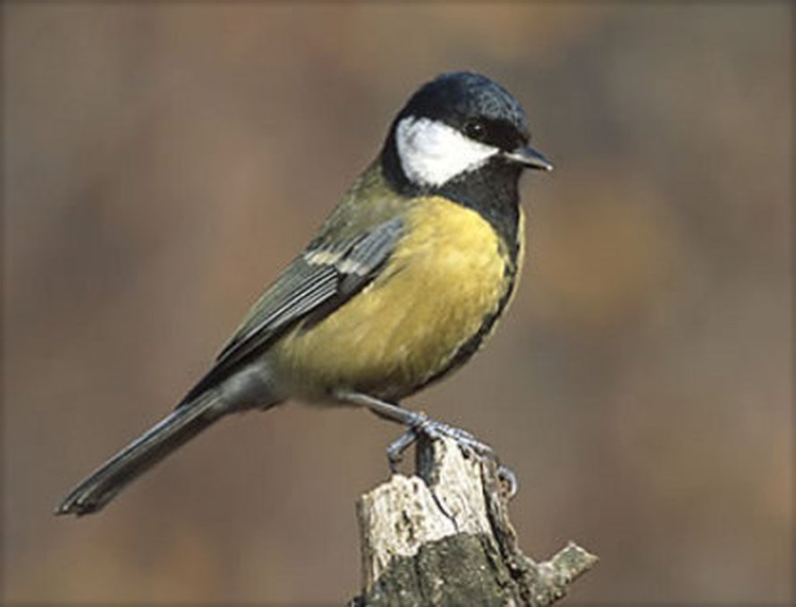 Talitiainen <i>Parus major</i>
(Kuva: <span class="photographer">Dan Nussey).</span>