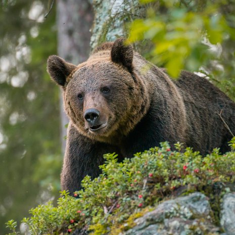 Karhu on meille mieleinen, vaikka sitä pelätäänkin. Sen hahmo henkii voimaa, viisautta ja lempeyttä. Kuva: <span class="photographer">Getty Images</span>