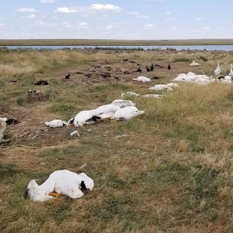 Muun muassa pelikaaneja ja merimetsoja kuoli rakeisiin. Kuva: <span class="photographer">Montana Fish, Wildlife and Parks</span>