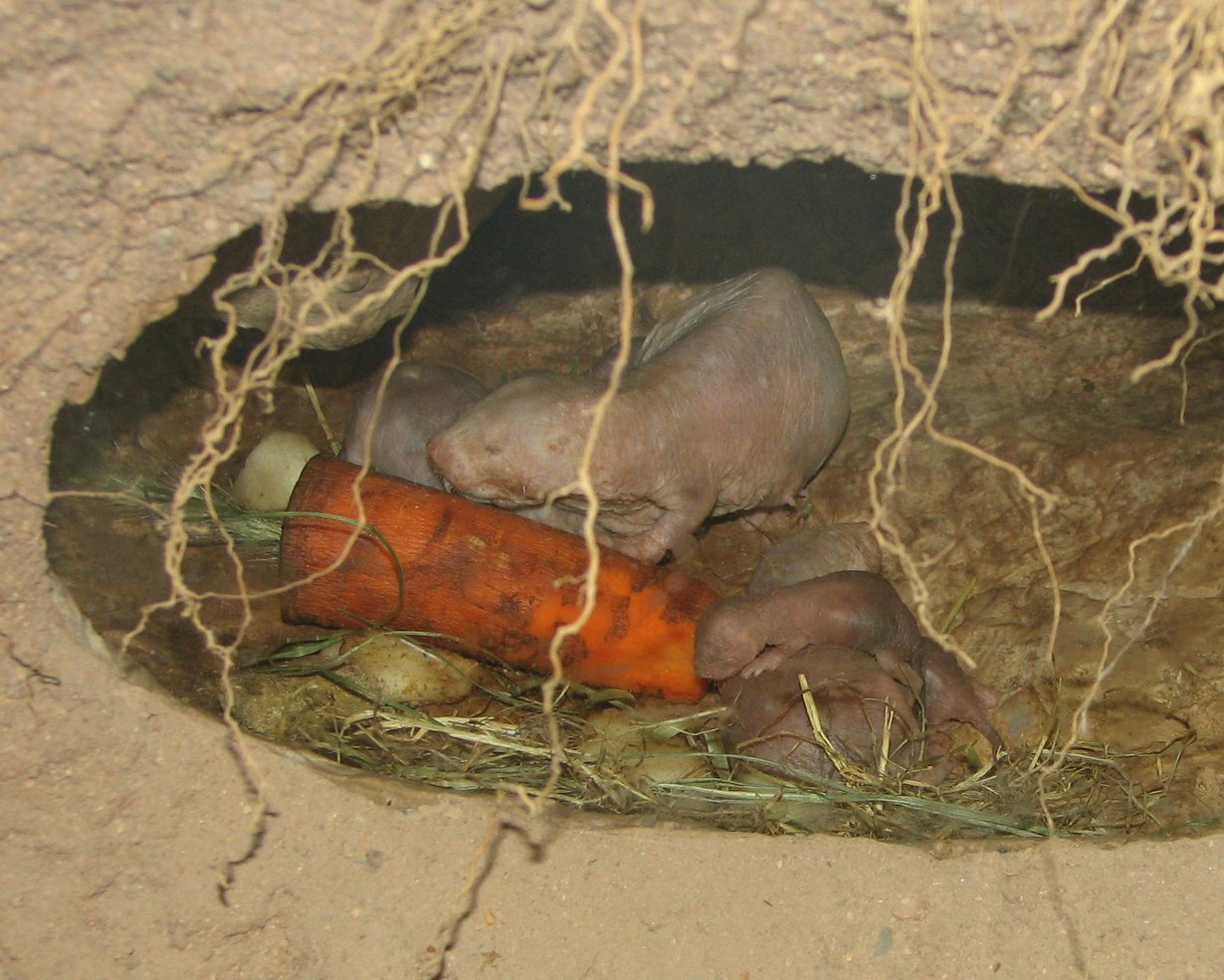 Nämä kaljurotat elävät eläintarhassa. Kuva: Wikimedia Commons