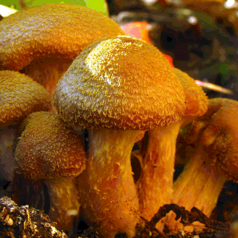 Mesisienen rihmasto voi levittäytyä maan alla hehtaaritolkulla. Kuva: <span class="photographer">Wikimedia Commons</span>