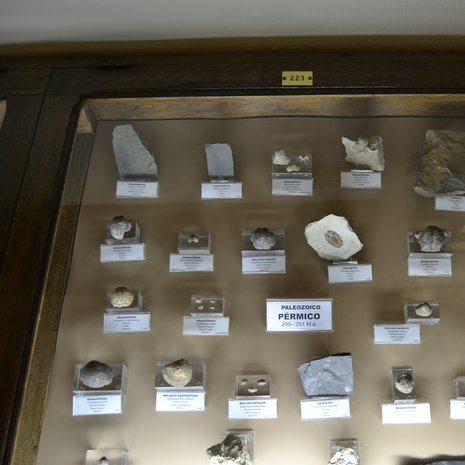 Permikauden fossiileja museossa. Kuva: <span class="photographer">Emilio J. Rodríguez Posada / Wikimedia Commons</span>