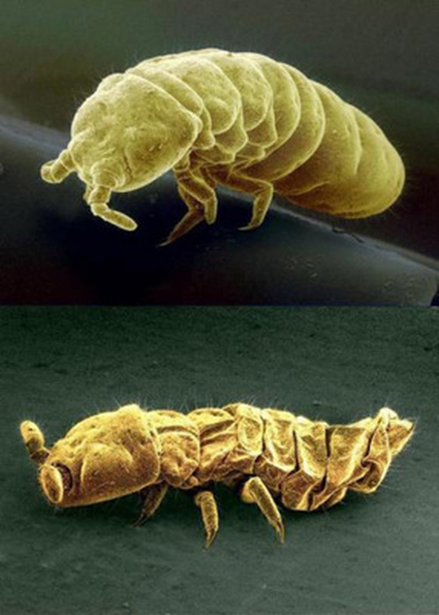 Onychiurus arcticus rutistaa itsestään kylmänkestävän.
Kuva: <span class="photographer">Raymond Borland
</span>