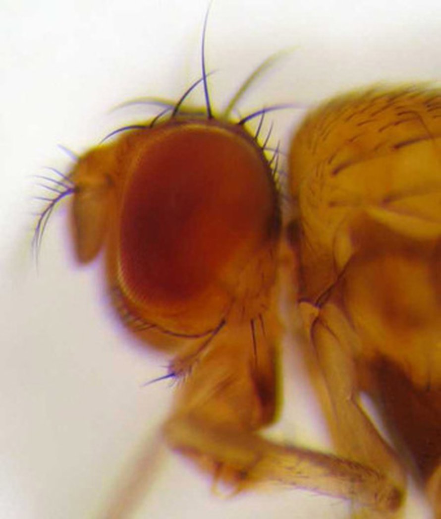 Drosophila melanogaster analysoi hetkessä, mistä suunnasta vaara vaanii. Kuva: <span class="photographer"><A HREF=http://commons.wikimedia.org/wiki/Main_Page>Wikimedia Commons</A></span>