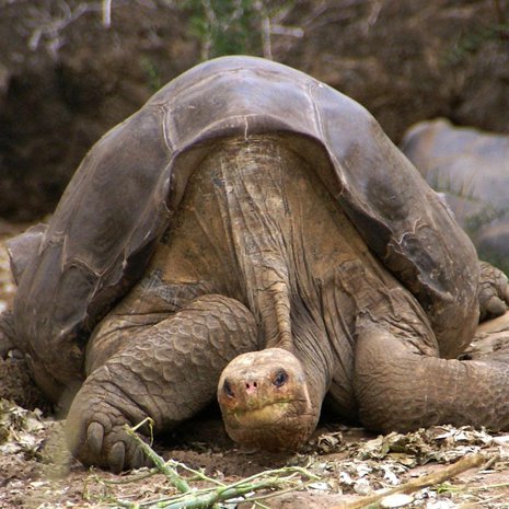 Lonesome George eli satavuotiaaksi. Kuva: <span class="photographer">Wikimedia Commons</span>