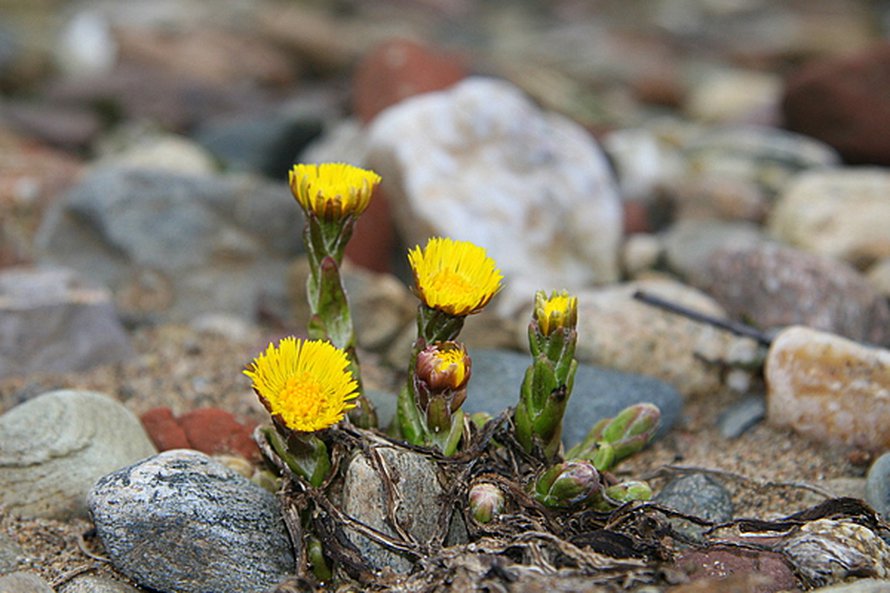 Kuva: <span class="photographer">Dan/Wikimedia</span>