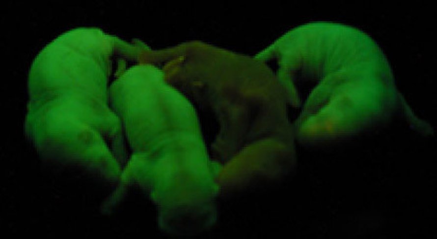 Fluoriväri paljastaa, millä rottavauvoilla on ollut hiiri sijaisisänä. Kuva: <span class="photographer">National Academy of Sciences.</span>