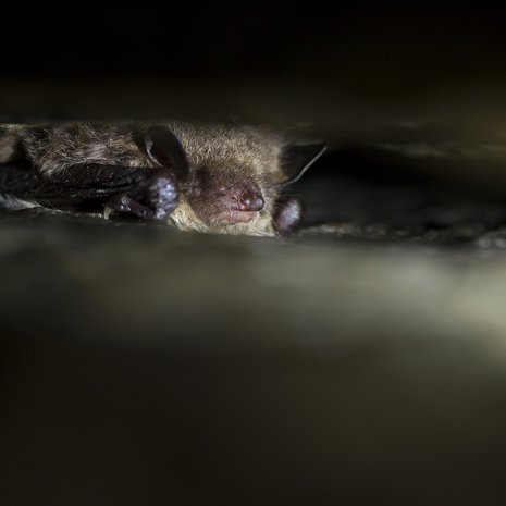 Tämä vesisiippa horrostaa Turun Luolavuoren uumenissa. Kuva: <span class="photographer">Håkan Söderholm/Vastavalo</span>
