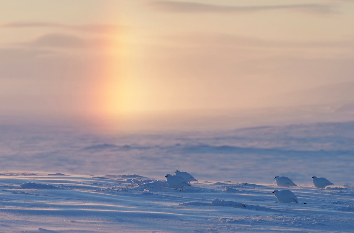 Kiiruna on todellinen talvilintu. Sitä suojaa pakkasilta poikkeuksellisen lämmin höyhenpeite. Kuva: MVPhotos