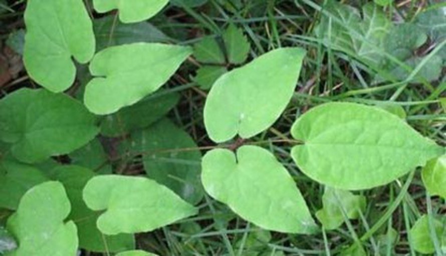 Perinteisessä lääkinnässä varjohiipoilla on ollut pitkään seksilääkkeen maine.
Kuva: <span class="photographer"><A HREF=http://commons.wikimedia.org/wiki/Image:Epimedium_grandiflorum_leaf.jpg>Wikimedia Commons</A></span>