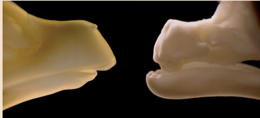 Normaalin ja hampaallisen mutanttikanan nokat. Kuva: <span class="photographer">Matthew P. Harris.</span>