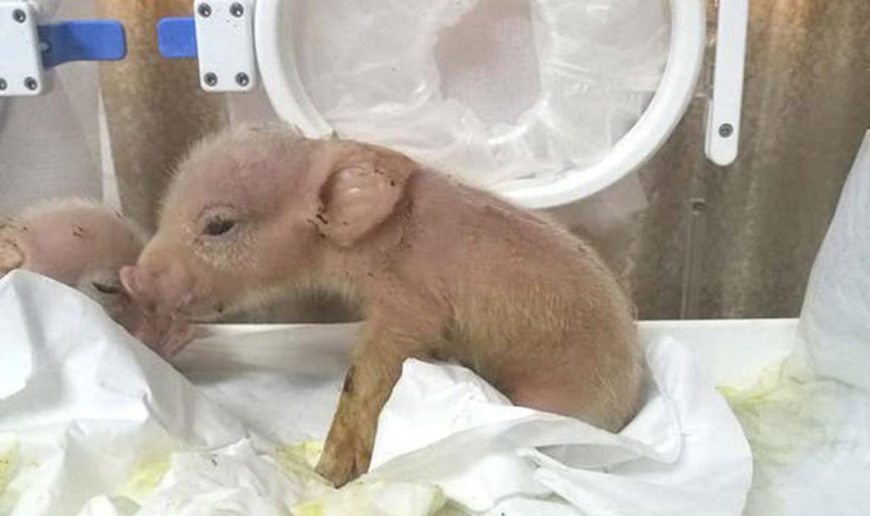 Apina-sioissa oli makakien soluja muun muassa sydämessä, maksassa, keuhkoissa ja ihossa. Kuva: Tang Hai