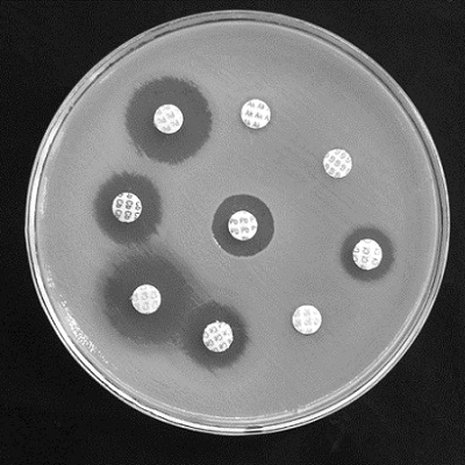 Kuva: <span class="photographer">Microrao, Wikimedia Commons.</span>