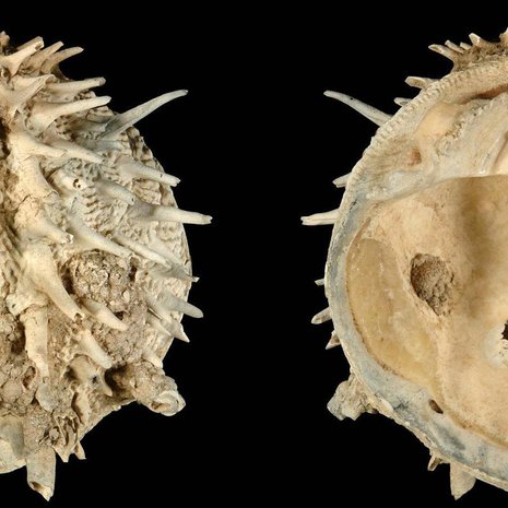 Arcinella cornuta -simpukka kuului tutkimusaineistoon. Kuva: <span class="photographer">Neogene Atlas of Ancient Life / University of Kansas</span>
