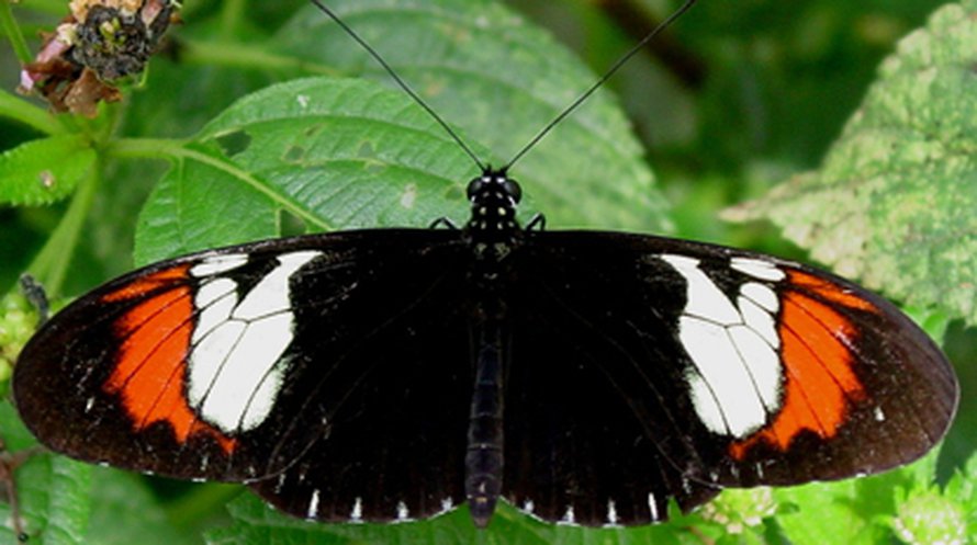 Hybridiperhonen H. heurippa. Kuva: <span class="photographer">Christian Salcedo</span>