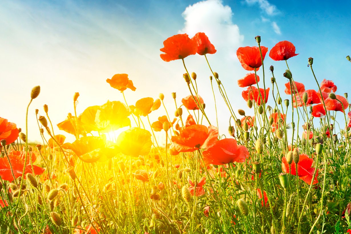 Onneksi kosmoksen väri ei juhli täällä. Kuva: Shutterstock