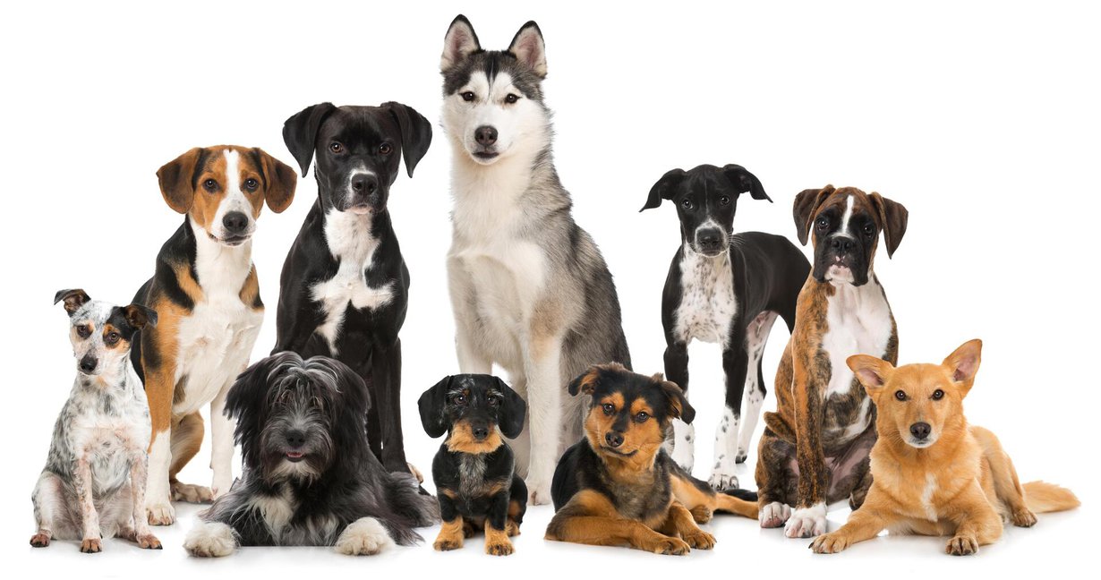 Rotueroja löytyi esimerkiksi tottelevaisuudessa. Kuva: Shutterstock