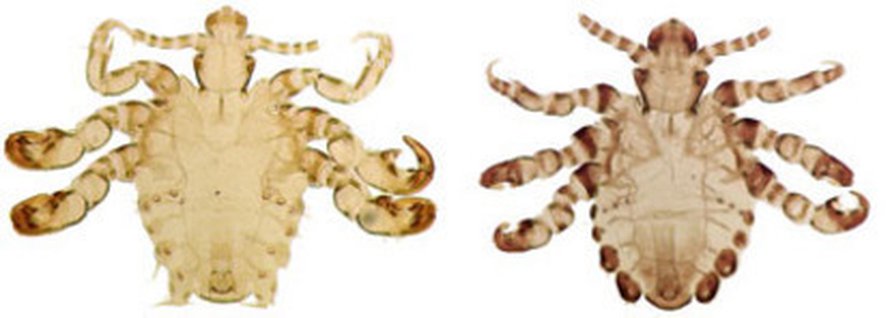 Ihmisen häpykarvoituksessa viihtyvä satiainen(vas.) ja gorillan täi. Kuva: <span class="photographer">Vincent S. Smith ja British Natural History Museum</span>