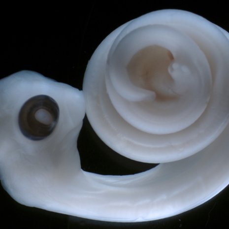 Pytonkäärmeen alkiolle kasvaa parillinen siitin. Aihio näkyy lähellä hännänpäätä. Kuva: <span class="photographer">Patrick Tschopp, PhD; Harvard Medical School, Department of Genetics</span>
