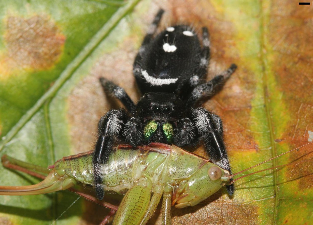 Hyppyhämähäkki Phidippus regius on napannut hepokatin. Kuva: David E. Hill / Peckham Society