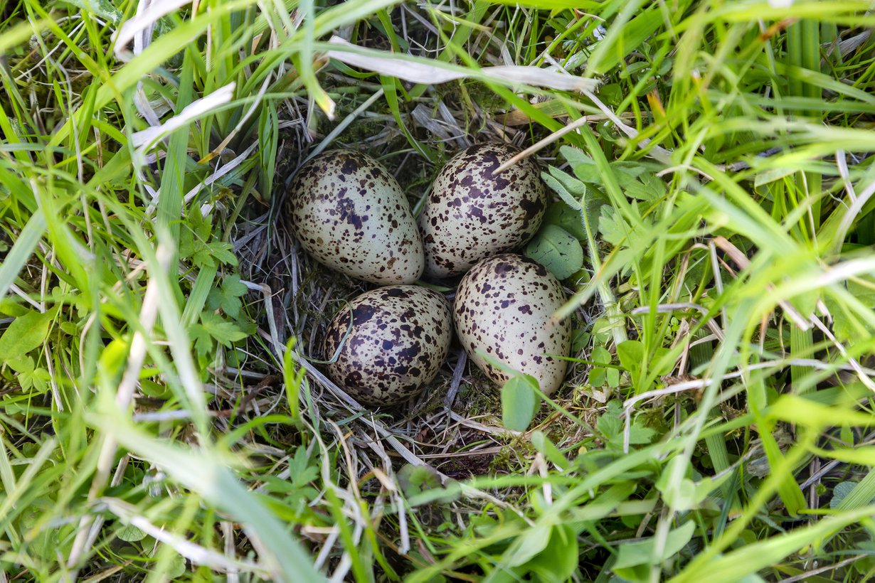 Heti kun munat kuoriutuvat, pesästä lähtee punajalkavikloja.