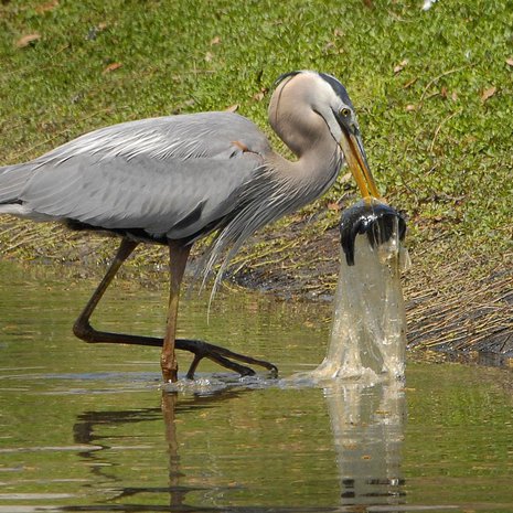 Amerikanharmaahaikara nappaa muovikassiin uineen kalan. Kuva: <span class="photographer">Andrea Westmoreland/Wikimedia Commons</span>