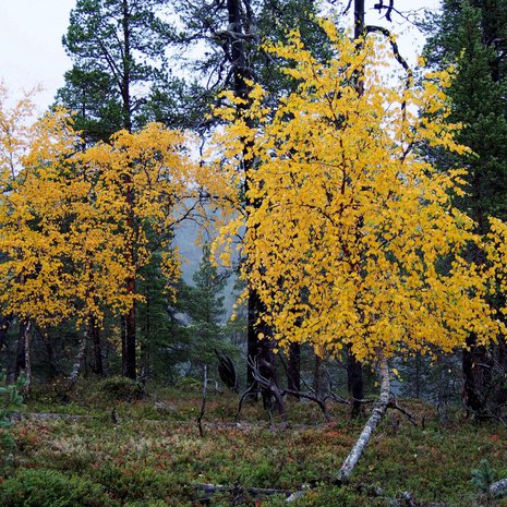 Koivua kasvoi Lapissa myös kymmeniä tuhansia vuosia sitten. Kuva: <span class="photographer">Ilkka Mäkinen</span>