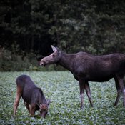 Hirvet tulevat toimeen monien loistensa kanssa. Kuva: <span class="photographer">Ville Männikkö</span>