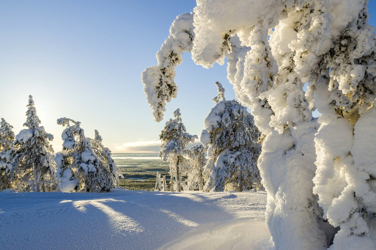 Kun mänty katkeaa, kuusi vielä taipuu. Kuva: iStock