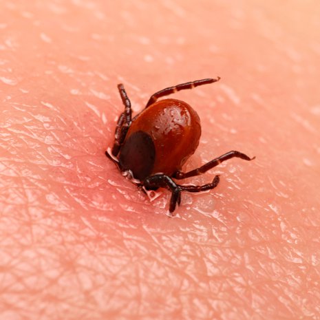 Puutiaisen pintakerros venyy. Kuva: <span class="photographer">Shutterstock</span>